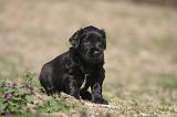 BRIARD 207